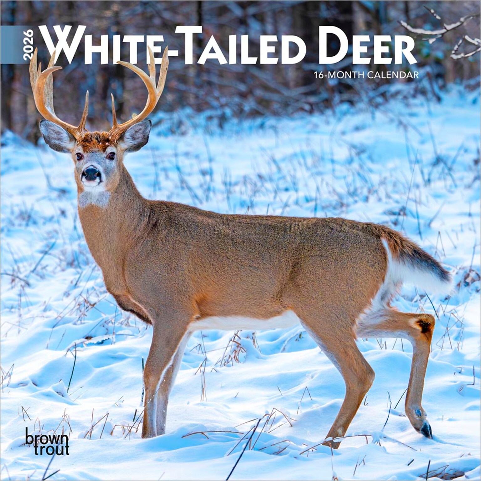2026 BrownTrout White Tailed Deer 7 x 7 Monthly Wall Calendar (9798330706327)