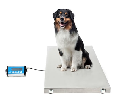 Viva Comfort ME904 Veterinary Scale with Wheels, 660 lbs. Capacity, White (ADI904-04-MK)