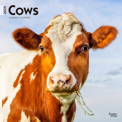 2025 BrownTrout Cows 12 x 12 Monthly  Wall Calendar (9781975476892)