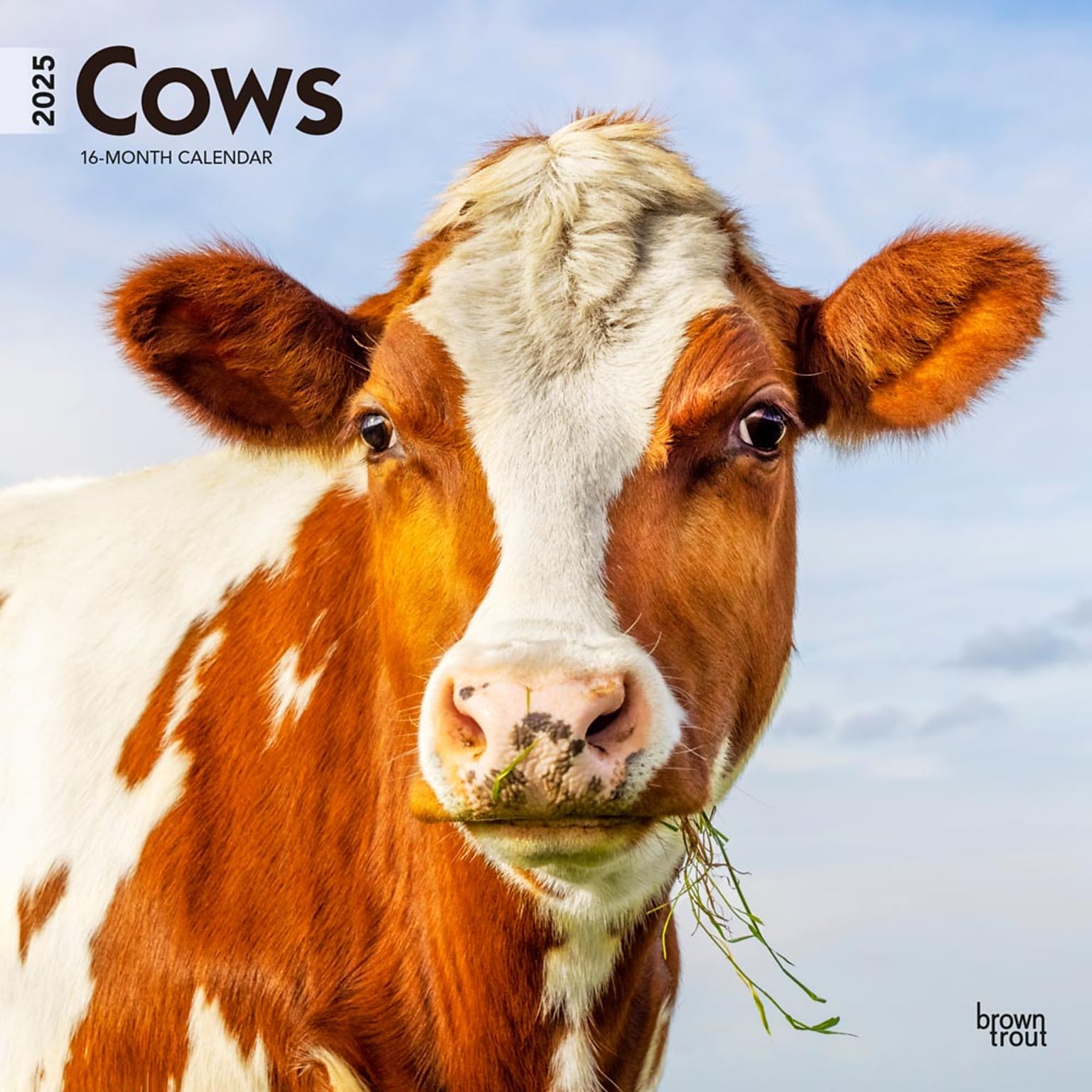 2025 BrownTrout Cows 12 x 12 Monthly  Wall Calendar (9781975476892)