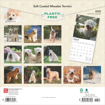 2025 BrownTrout Soft Coated Wheaten Terriers 12" x 12" Monthly Wall Calendar (9781975477981)