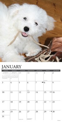 2027 Willow Creek Bichon Frises 12" x 12" Monthly Wall Calendar, Assorted Colors (59197)