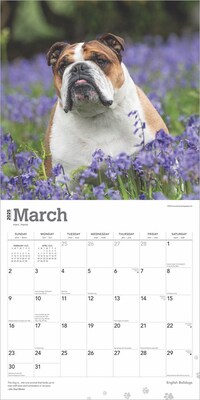 2025 BrownTrout English Bulldogs 12" x 12" Monthly Wall Calendar (9781975476755)