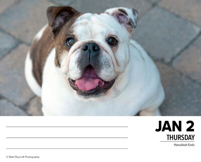 2025 Willow Creek Bulldogs 6" x 5.5" Day-to-Day Calendar, Multicolor (40706)