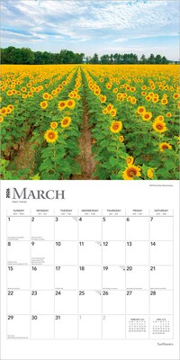2026 BrownTrout Sunflowers 12" x 12" Monthly Wall Calendar (9798330705696)