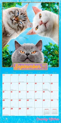 2026 BrownTrout Cranky Kitties 12" x 12" Monthly Wall Calendar (9798330701414)
