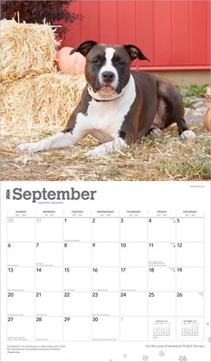 2026 BrownTrout American Pit Bull Terriers 14" x 12" Monthly Wall Calendar (9798330707867)