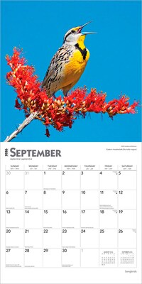2026 BrownTrout Songbirds 12" x 12" Monthly Wall Calendar (9798330705634)