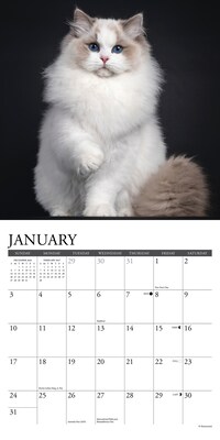 2027 Willow Creek Cats 7" x 7" Monthly Wall Calendar (64085)