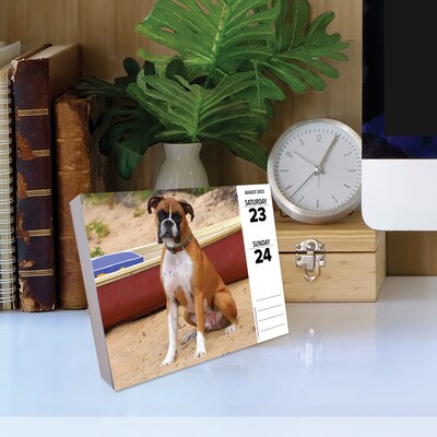 2025 Willow Creek Boxers 6" x 5.5" Day-to-Day Calendar (40690)