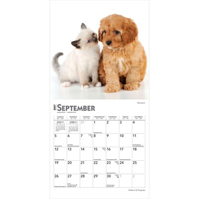 2027 BrownTrout Kittens & Puppies 7" x 7" Monthly Wall Calendar (9798330709724)