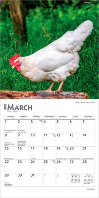 2026 BrownTrout Chickens 7" x 7" Monthly Wall Calendar (9798330702879)