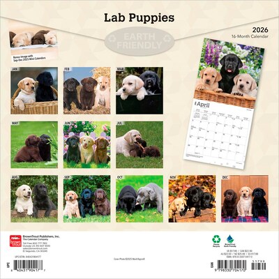 2026 BrownTrout Labrador Retriever Puppies 12 x 12 Monthly Wall Calendar (9798330704170)