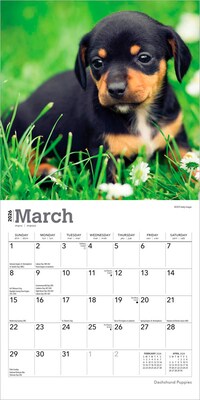 2026 BrownTrout Dachshund Puppies 7" x 7" Monthly Wall Calendar (9798330703081)