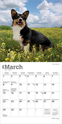 2026 BrownTrout Welsh Corgis 7" x 7" Monthly Wall Calendar (9798330706228)