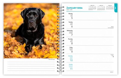 2026 BrownTrout Black Labrador Retrievers 6.5" x 7.75" Weekly Planner (9798330704231)