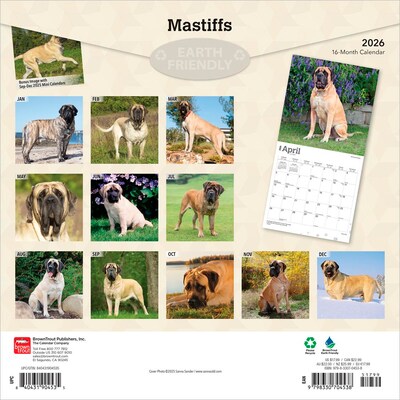 2026 BrownTrout Mastiffs 12 x 12 Monthly Wall Calendar (9798330704538)