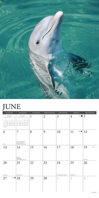 2027 Willow Creek Dolphins  12" x 12" Monthly Wall Calendar (60056)