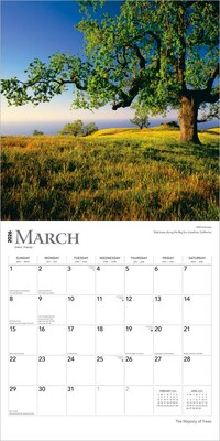 2026 BrownTrout The Majesty of Trees 12" x 12" Monthly Wall Calendar (9798330704491)