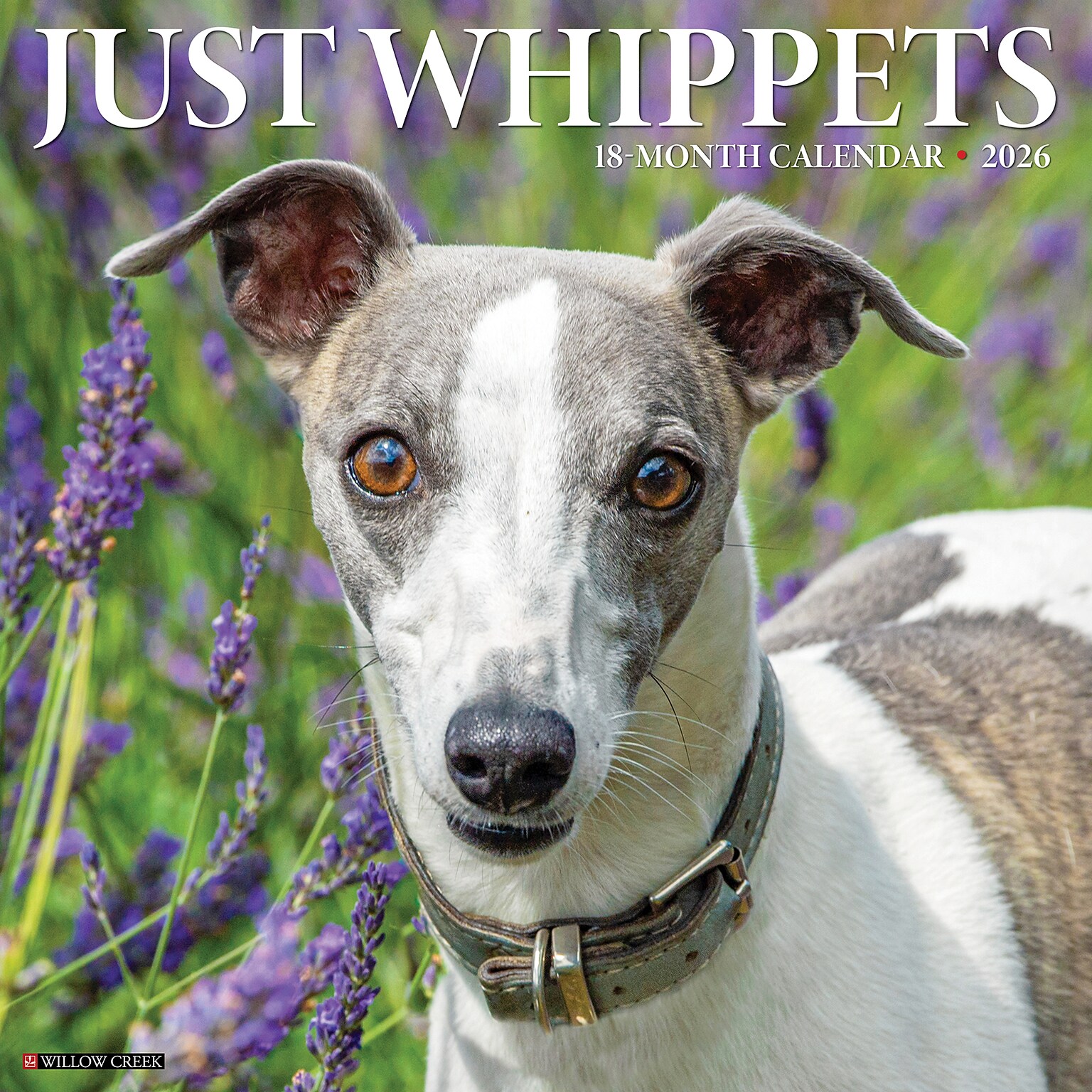 2026 Willow Creek Whippets 12 x 12 Monthly Wall Calendar (53232)