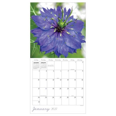 2027 TF Publishing Flowers 10 x 12 Monthly Wall Calendar, Multicolored (27-1034)