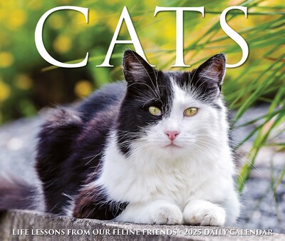 2025 Willow Creek Cats 6" x 5.5" Day-to-Day Calendar, Multicolor (40720)