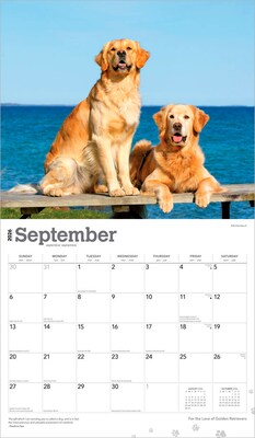 2026 BrownTrout For the Love of Golden Retrievers 14" x 12" Monthly Wall Calendar (9798330707157)