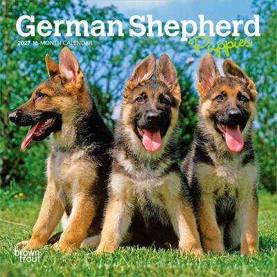 2027 BrownTrout German Shepherd Puppies 7 x 7 Monthly Wall Calendar, Assorted Colors (9798330714780)