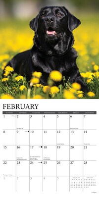 2026 Willow Creek Black Labs 12" x 12" Monthly Wall Calendar (50316)