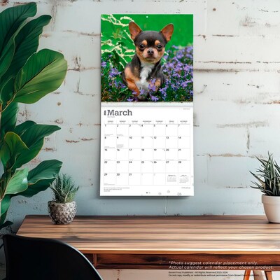 2026 BrownTrout Chihuahuas 12" x 12" Monthly Wall Calendar (9798330702947)