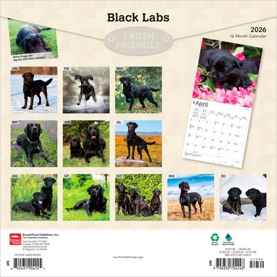 2026 BrownTrout Black Labrador Retrievers 12 x 12 Monthly Wall Calendar (9798330704248)