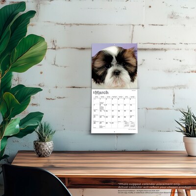 2027 BrownTrout Shih Tzu Puppies 7" x 7" Monthly Wall Calendar (9798330710089)