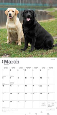 2026 BrownTrout Labrador Retrievers 12" x 12" Monthly Wall Calendar (9798330704224)