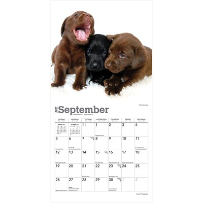 2027 BrownTrout Lab Puppies 7" x 7" Monthly Wall Calendar (9798330710027)