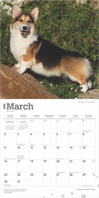 2025 BrownTrout Pembroke Welsh Corgis 12" x 12" Monthly Wall Calendar (9781975477967)