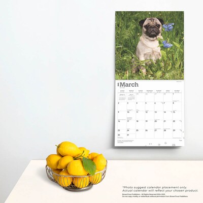 2025 BrownTrout Pugs 12" x 12" Monthly Wall Calendar (9781975477585)