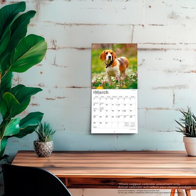 2026 BrownTrout Beagles 7" x 7" Monthly Wall Calendar (9798330702374)