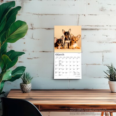 2027 BrownTrout Chihuahua Puppies 7" x 7" Monthly Wall Calendar, Assorted Colors (9798330709960)