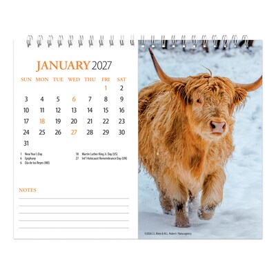 2027 BrownTrout Highland Cows 7.5" x 6" Monthly Wall Calendar, Assorted Colors (9798330716272)