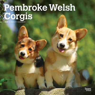 2025 BrownTrout Pembroke Welsh Corgis 12 x 12 Monthly Wall Calendar (9781975477967)