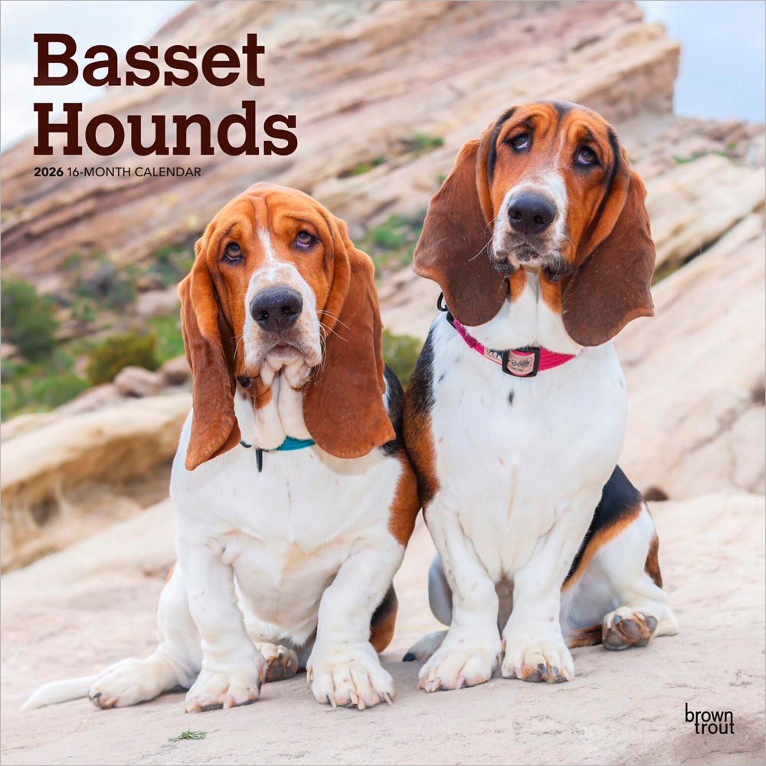 2026 BrownTrout Basset Hounds 12 x 12 Monthly Wall Calendar (9798330702329)