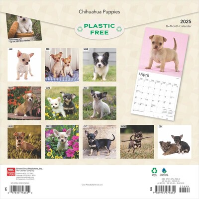 2025 BrownTrout Chihuahua Puppies 12 x 12 Monthly  Wall Calendar (9781975474652)