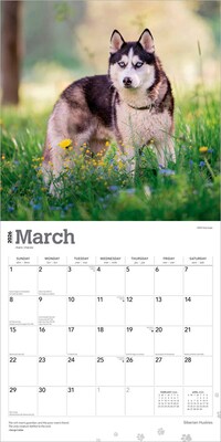 2026 BrownTrout Siberian Huskies 12" x 12" Monthly Wall Calendar (9798330705580)