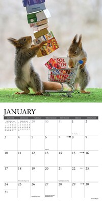 2027 Willow Creek Gettin' Squirrelly 7" x 7" Monthly Wall Calendar, Assorted Colors (64030)