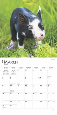 2025 BrownTrout Piglets 12" x 24" Monthly Square Wall Calendar, (9781975477523)