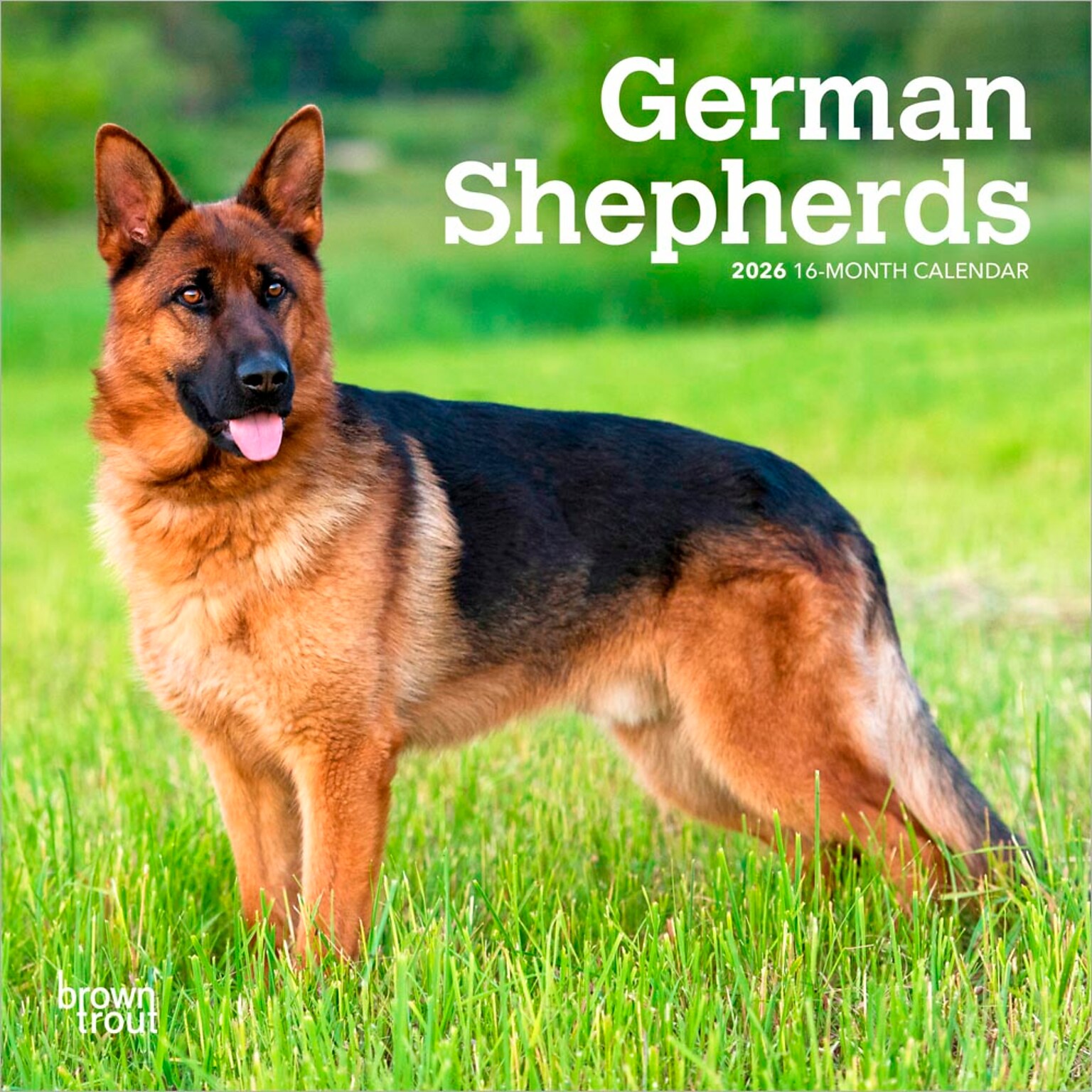 2026 BrownTrout German Shepherds 7 x 7 Monthly Wall Calendar (9798330707690)