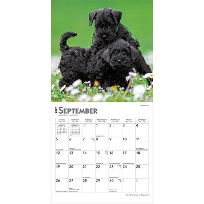 2027 BrownTrout For the Love of Puppies 7" x 7" Monthly Wall Calendar (9798330709748)