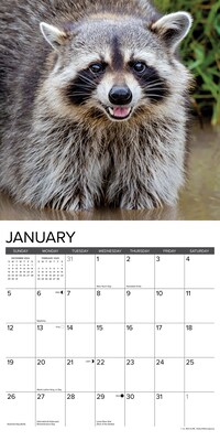 2025 Willow Creek Rascally Raccoons 12" x 12" Monthly Wall Calendar (44643)