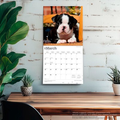 2026 BrownTrout Boston Terrier Puppies 12" x 12" Monthly Wall Calendar (9798330702596)
