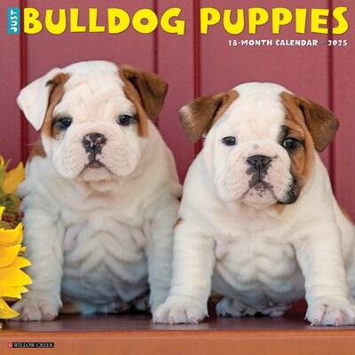 2025 Willow Creek Just Bulldog Puppies 12 x 12 Monthly Wall Calendar, Multicolor (42021)